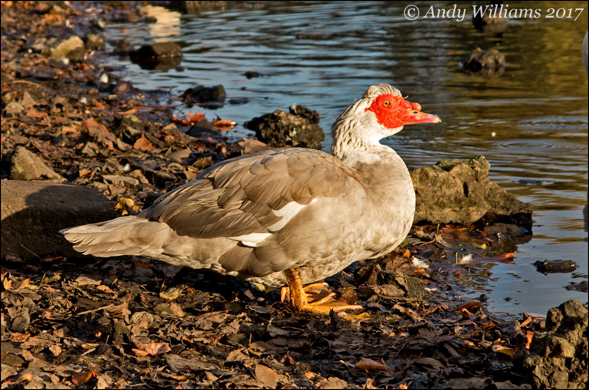 Muscovy Duck, Wednesbury (Hydes Road pool)