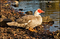 Muscovy Duck, Wednesbury (Hydes Road pool)
