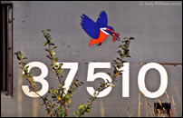 Kingfisher emblem on 37510